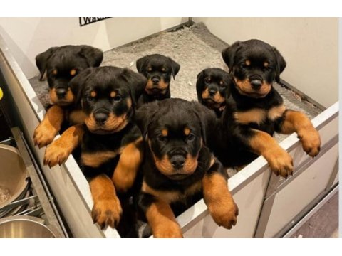 Evinizin yeni üyesi rottweiler kapıda ödeme vardır