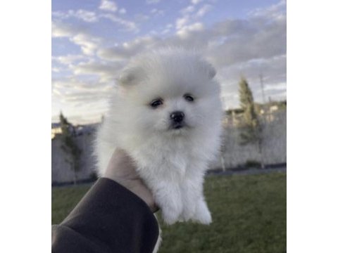 Beyaz pomeranian boo köpeğimiz