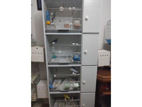 Kuşların bütün hepsi kafesleri ile beraber satılıktır