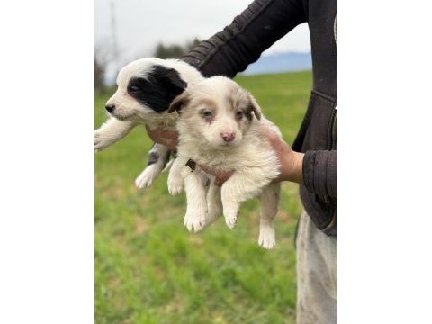 Üreticiden safkan border collie yavrular