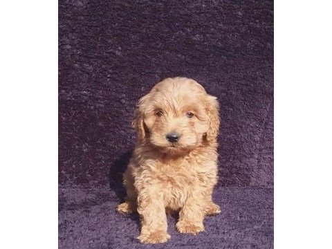 Maltipoo çikolatalı gofretler ruhsatlı çiftlik