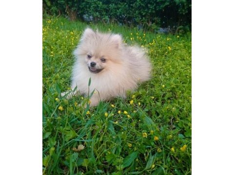 Antalya içi sahiplendirme pomeranian boo