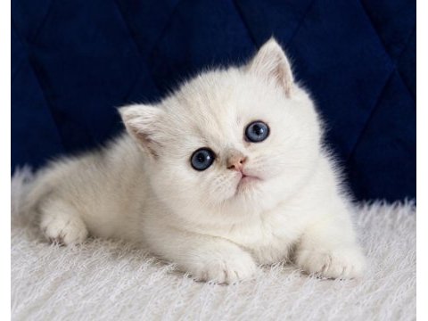 British shorthair silver ns12