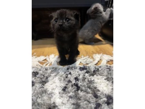 2 aylık scottish fold bebekler