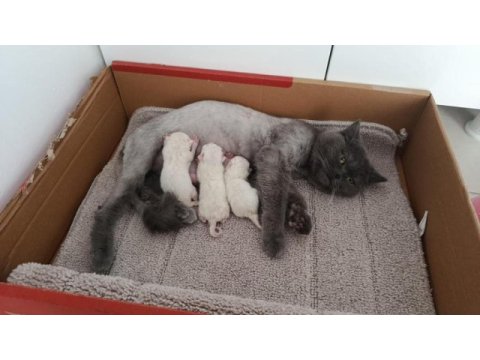 British shorthair kedimiz sahiplendirilecek
