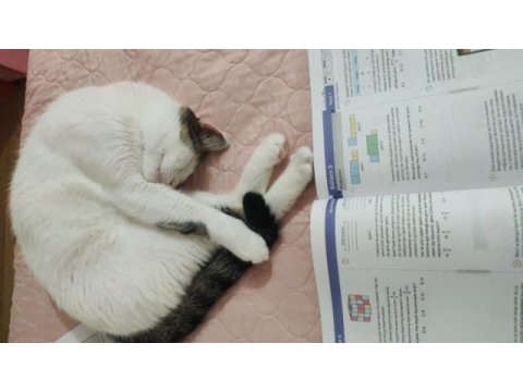 Lütfen beni sahiplenin sahibimin alerjisi çıktı