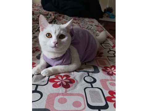 Prenses kızıma dişi kedimize yuva