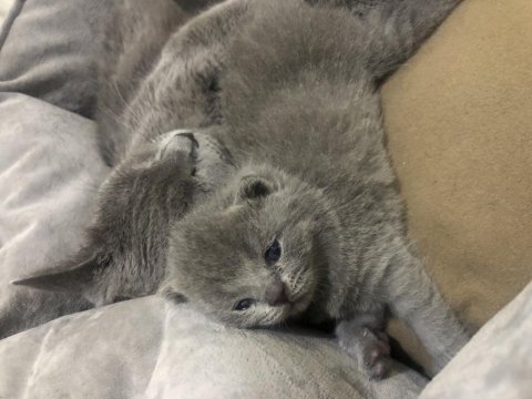 British shorthair miniklerimi güzel bir yuva arıyorum