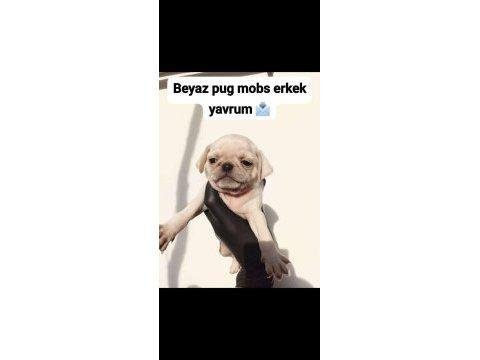 Pug mops yavruları