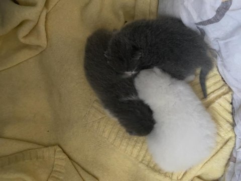British shorthair yavru sahiplendirilecek