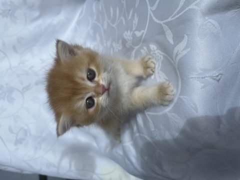 Pofuduk british longhair yavrular