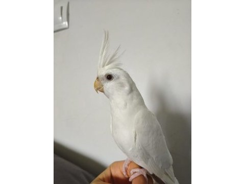 Eğitimli albino sultan papağanı yavrusu