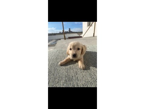 Golden retriever baby face küt burun
