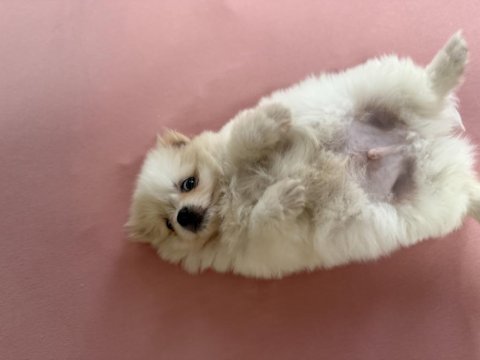Orijinal pomeranian bebekler