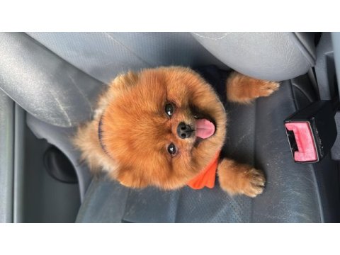 Şecereli a+ kalite teddy bear erkek çok acil son