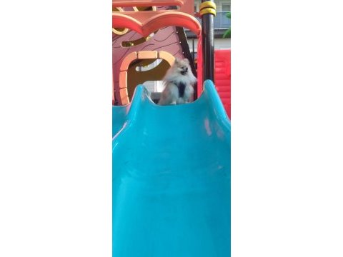 Safkan ayı surat erkek pomeranian