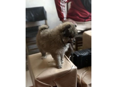 Pomeranian erkek yavru