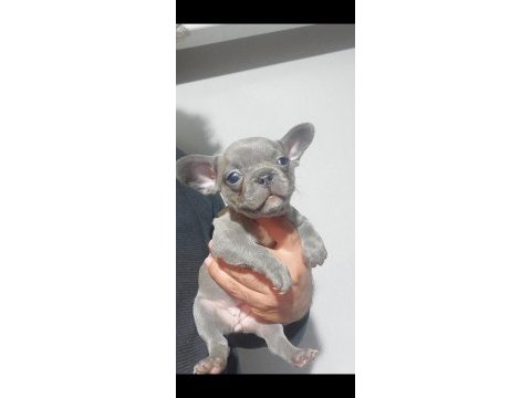 Yavru french bulldog