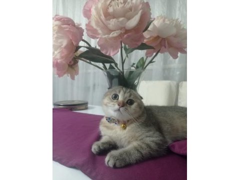 Scottish fold kedisi