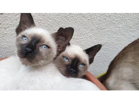 3 aylık siyam kedisi yavruları