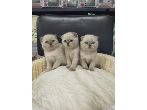 Mükemmel yüz yapısına sahip scottish fold bebeklerimiz