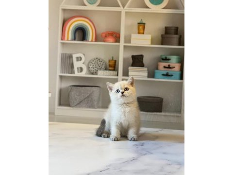 Dünya güzeli british shorthair yavrularımız 