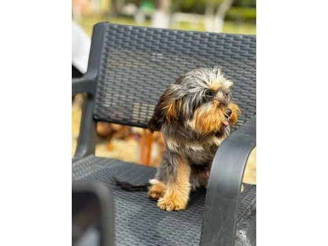 Maltipoo yavrularımız