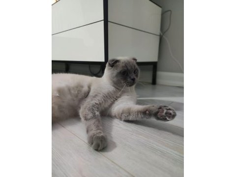 Uysal ve çocuk aşığı exotic shorthair