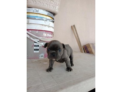 Blue french bulldog yavrular