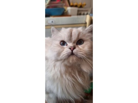 British longhair bebek yavrular
