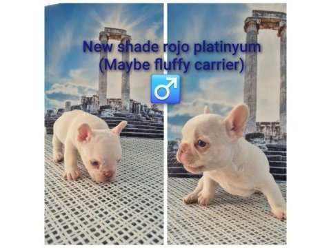 A kalite french bulldog yavrular