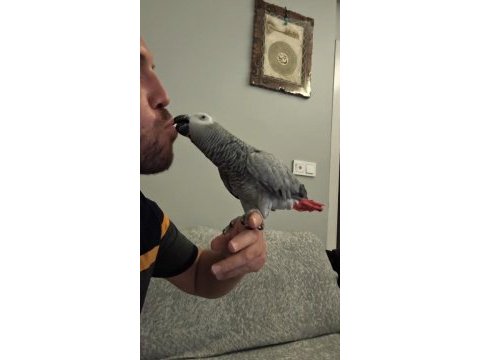 Full evcil tam bir maskot jako papağanımız