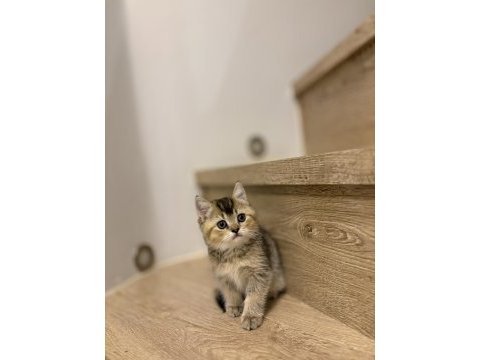 Brıtısh shorthair golden yavrularım 