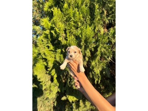 Oyuncu ve sevimli maltipoo