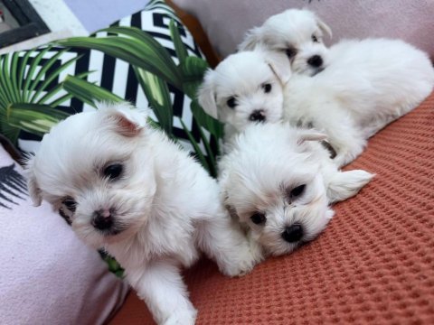 Maltese terrier yavruları ücretsiz değildir