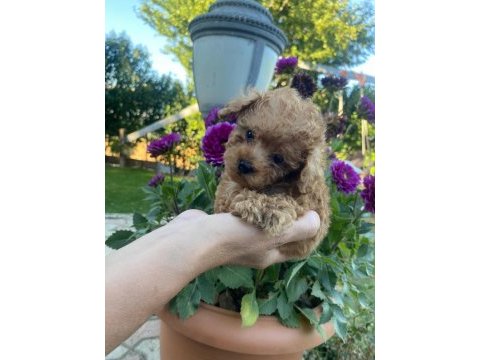 Teackup poodle fincan içi