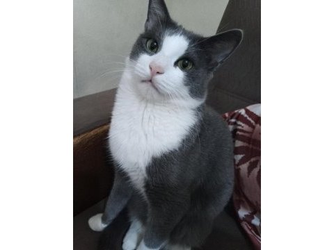 Ücretsiz kedi sahiplendirme