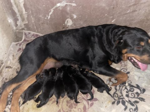 Koca kafa macar rottweiler köpeği