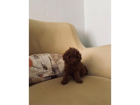 Toy poodle kore mini boy