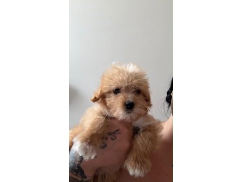Dişi maltipoo yavrusu 2.5 aylık