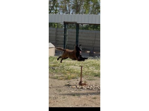 Sevgine zamanına emeğine değecek malinois arayanlara
