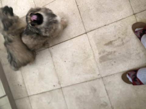 Safkan basık burun çin pekinezi