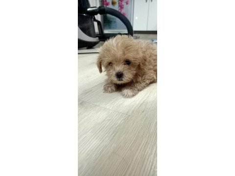 Dişi sıfır burun maltipoo