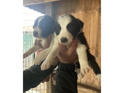 Border collie zeka küpü pofuduk köpekler