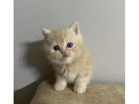 British shorthair yavrumuz