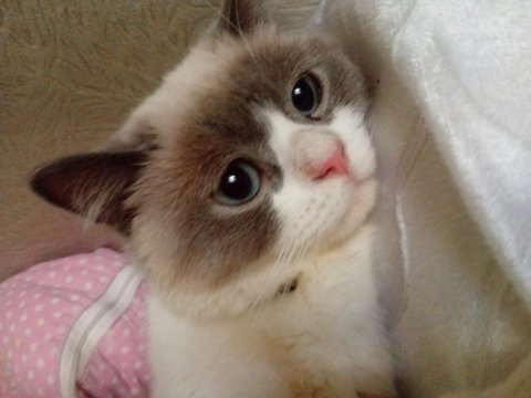 Kedimiz rioyu acil sahiplendiriyorum