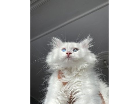 British longhair