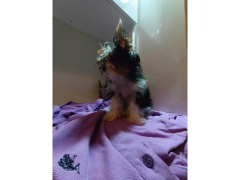 Yorkshire terrier 3 aylık