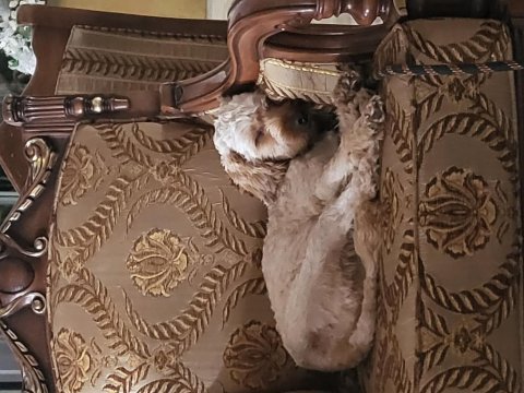 Sevimli maltipoo oğlumuza onu sevecek yuva arıyoruz