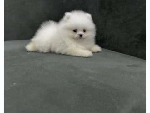 Sağlıklı pomerianan boo
